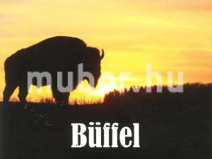 büffel bivaly naplemente